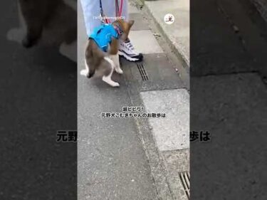 【元野犬】こむぎちゃんのお散歩成長記録｜PECO