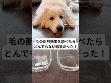 【実験】犬毛の断熱効果すごい｜PECO