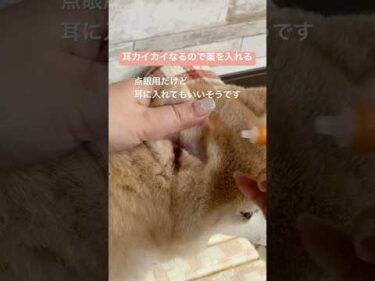 外耳炎の薬を耳に入れるよ。嫌がるけどよくなるのも分かってるのでイヤイヤながらさせてくれます