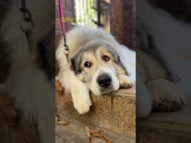 Belle ベル #greatpyrenees #todaysrunrun #グレートピレニーズ #今日のルンルン