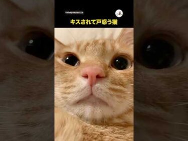 🐱「可愛いのはわかった…でも、これは違うにゃ」｜PECO