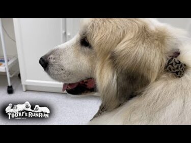 摘出した腫瘍は良性で、抜糸もして完全に回復したアランです　Great Pyrenees　グレートピレニーズ