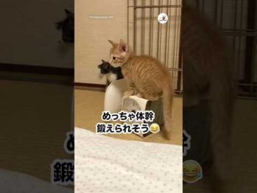 自ら震えに行って草｜PECO