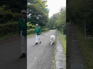 Alain アラン #greatpyrenees #todaysrunrun #グレートピレニーズ #今日のルンルン