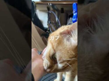 ナデナデする手をガブリ。うれしさ余って甘噛みするのやめて。#猫 #茶トラ猫