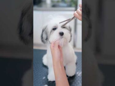 可愛すぎる！ご機嫌ペキマルの初ヘアカット#shorts  #子犬 #トリミング #asmr #ヘアカット