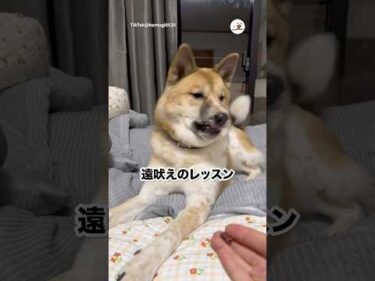 元野犬の遠吠えレッスン｜PECO