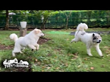 圧倒的身体能力で颯爽と駆け抜ける番犬番長のベルです　Great Pyrenees　グレートピレニーズ
