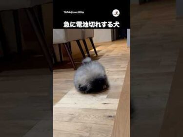走ってきたと思ったら…｜PECO