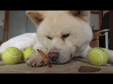 【秋田犬ゆうき】おやつを食べる前に眠くなってしまったのだが飼い主は何とか食べさせようと粘る【akita dog】