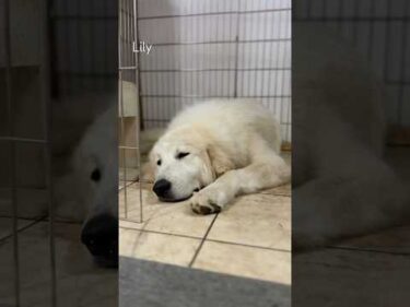 Lily リリー #greatpyrenees #todaysrunrun #グレートピレニーズ #今日のルンルン