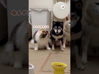 🐱「よだれ垂れてる」｜PECO