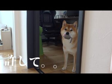 柴犬との間に亀裂が入りました。。