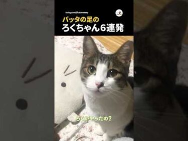 バッタのろくちゃんまとめ｜PECO #short