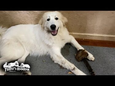 手当たりしだいに何でも壊す！日々大活躍のリリーです　Great Pyrenees　グレートピレニーズ