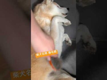 一五（いちご）をブラッシング。フワフワの綿アメいかがですか？