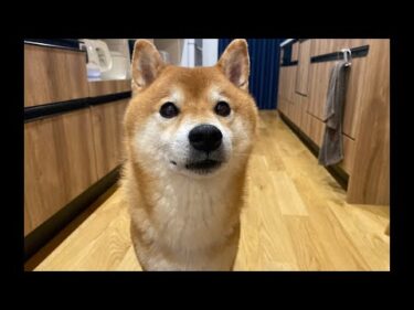 9月26日柴犬ハチの誕生日プレゼント相談会