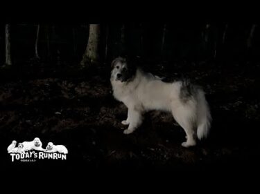 お留守番を察知して逃げ回ってやったベルです　Great Pyrenees　グレートピレニーズ