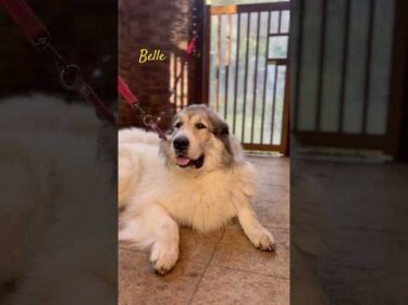 Belle ベル #greatpyrenees #todaysrunrun #グレートピレニーズ #今日のルンルン
