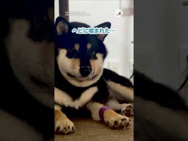 🐕「ヘビ許すまじ…」｜PECO