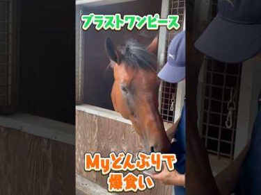 【食いしん坊ブラストワンピース】ニンジン大盛り丼を秒で完食！ #shorts #ショート #ブラストワンピース #大食い #ブーちゃん #ノーザンホースパーク