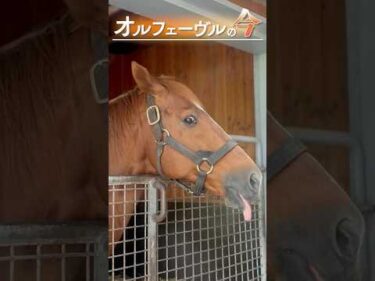 【オルフェーヴルの今】穏やかに過ごす“金色の暴君”の最新映像 #オルフェーヴル #社台スタリオンステーション #競馬 #horse