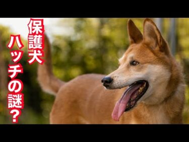 世界一ややこしい人＋噛む犬とブラッシングと謎の生い立ちとボデイコレクションの要領！