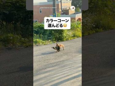 何に使うんだろう？｜PECO