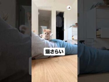 う、うしろー！！｜PECO