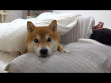 我が家の柴犬、夜のルーティンが独特すぎる。