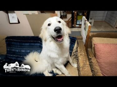 お父さんの部屋にリビングに…留守番中に大活躍したリリーです　Great Pyrenees　グレートピレニーズ