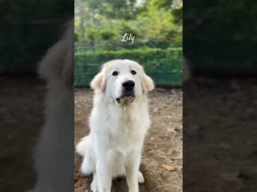 Lily リリー #greatpyrenees #todaysrunrun #グレートピレニーズ #今日のルンルン