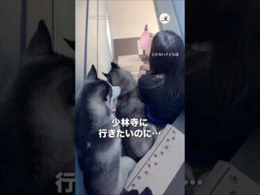 子供たちよ、退いてくれ😭｜PECO
