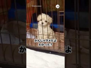 返事をするイッヌ｜PECO