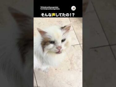 「ご飯食べる？」のお返事が｜PECO @VanillasSugarBaby