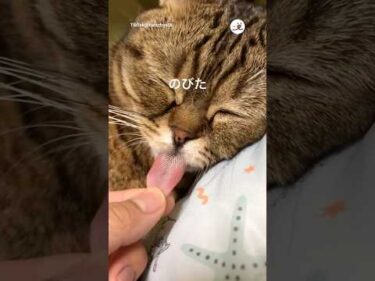 猫の舌は結構伸びる｜PECO