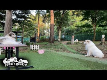 涼しくなりドッグランでのんびりするアランとベルとリリーです　Great Pyrenees　グレートピレニーズ