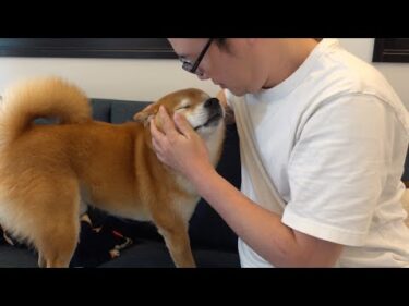 飼い主がトイレに行く度に大慌てになる柴犬！そこには優しい理由が隠されてました。