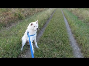 【秋田犬ゆうき】たまには遠回りしてお散歩と気を遣ってあげたら有難迷惑と早々に帰路に就く【akita dog】