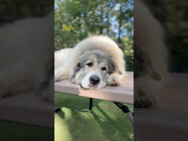 Belle ベル #greatpyrenees #todaysrunrun #グレートピレニーズ #今日のルンルン