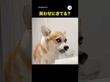 ただ水を飲んでるだけなのに😂｜PECO