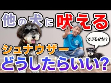 【犬のしつけ】シュナウザーが他の犬に吠えてしまうお悩みを一緒に解決！トレーニングの様子を公開します。
