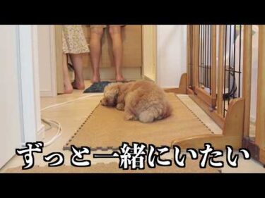 甘えん坊になった兄犬が1日中ママにべったりな日【トイプードル】