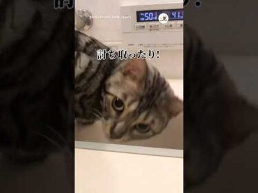 猫さん、王手…！｜PECO