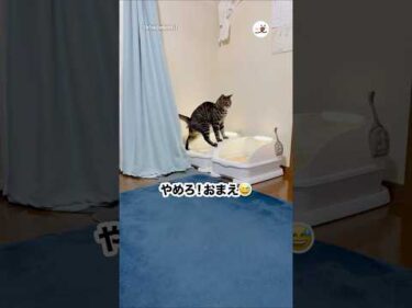 ケツの向きそこじゃない｜PECO