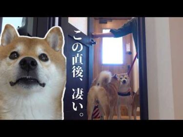【柴犬あるある】実家の柴犬がきた瞬間、大混乱の展開に。。