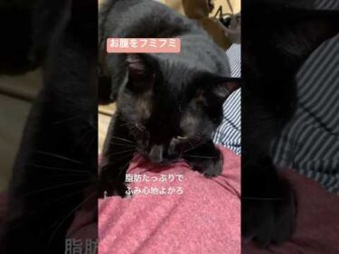 黒猫むーくんのゴッドハンド　脂肪溶解マッサージ　#ねこ #黒猫