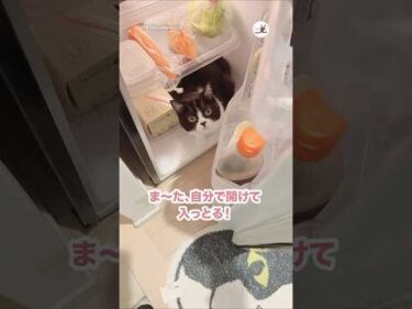 勝手に冷蔵庫開けて避暑地にするのやめて😇｜PECO