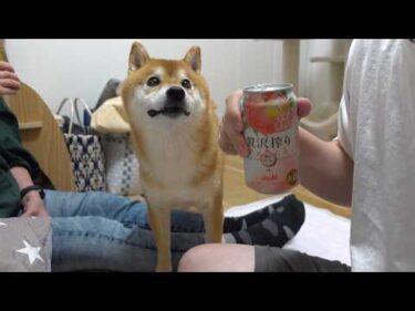柴犬姉妹が犬語で布団の取り合いに！？お泊まり初日がカオスすぎたw w