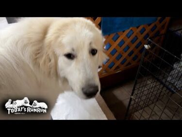 なかなかご飯を食べない少食のリリーです　Great Pyrenees　グレートピレニーズ